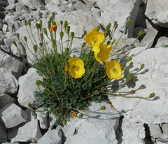 Papaver alpinum