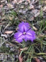 Thysanotus tuberosus