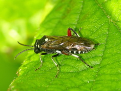 Macrophya punctumalbum