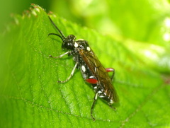 Macrophya punctumalbum