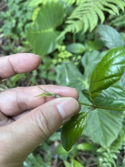 Mussaenda parviflora