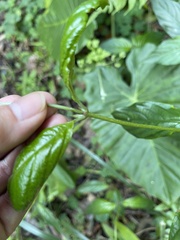 Mussaenda parviflora