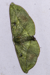 Hypochrosini