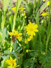 Eristalinus taeniops