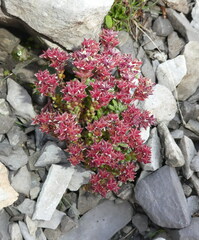 Sedum atratum