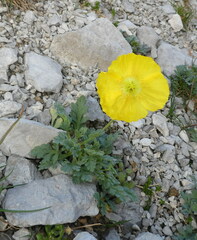 Papaver alpinum