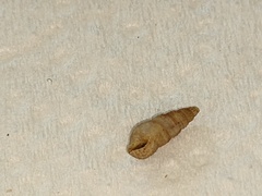 Cacozeliana granarium