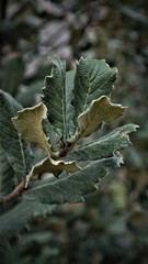 Quercus crassifolia