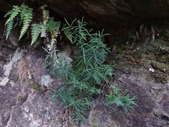 Veronica stenophylla stenophylla