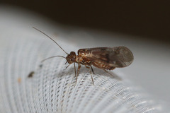 Elipsocus pumilis