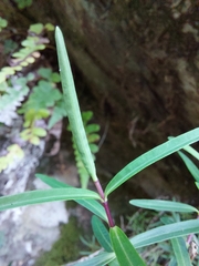 Veronica stenophylla stenophylla