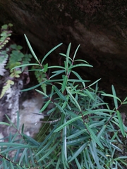 Veronica stenophylla stenophylla