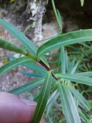 Veronica stenophylla stenophylla