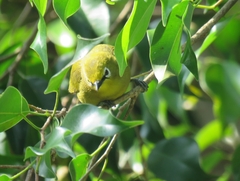Zosterops stuhlmanni