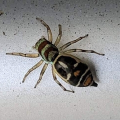 Cosmophasis micarioides