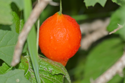 Momordica balsamina