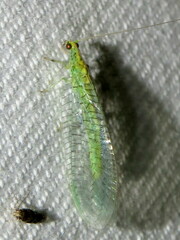 Apertochrysa edwardsi