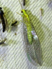 Calochrysa extranea