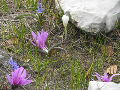 Colchicum bulbocodium