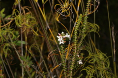 Epacris pulchella