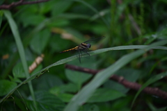 Orthetrum luzonicum