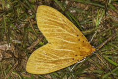 Asota egens