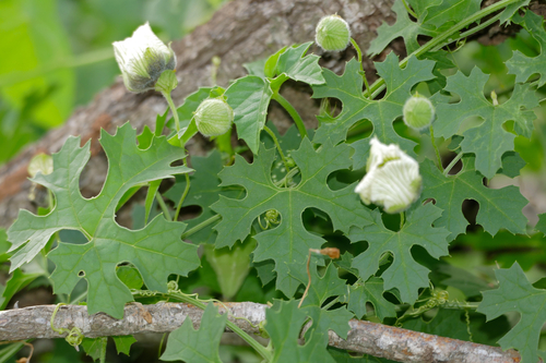 Momordica balsamina