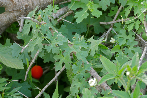 Momordica balsamina