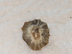 Siphonaria denticulata