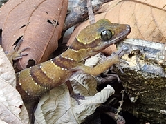 Cyrtodactylus intermedius