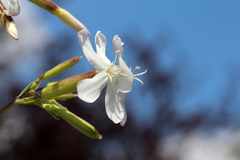 Saponaria officinalis