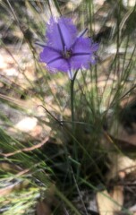 Thysanotus racemoides