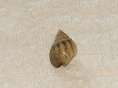 Nassarius jonasii