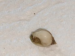Nassarius jonasii