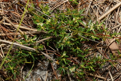 Pseudanthus orientalis