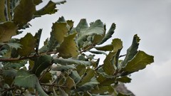 Quercus crassifolia