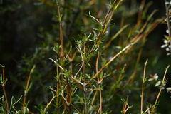 Coprosma rugosa