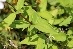 Saponaria officinalis