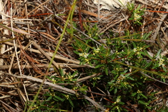 Pseudanthus orientalis