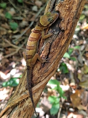 Cyrtodactylus intermedius