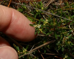 Pseudanthus orientalis