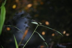Ceriagrion chaoi
