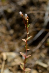 Epilobium hectori
