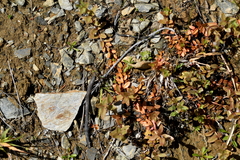 Epilobium hectori