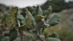 Quercus crassifolia