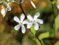 Saponaria officinalis
