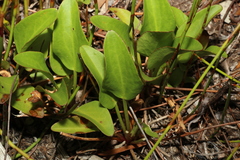 Liparophyllum exaltatum