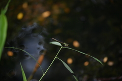 Ceriagrion chaoi