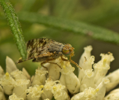 Austrotephritis poenia