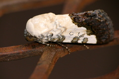 Acontia discoidea